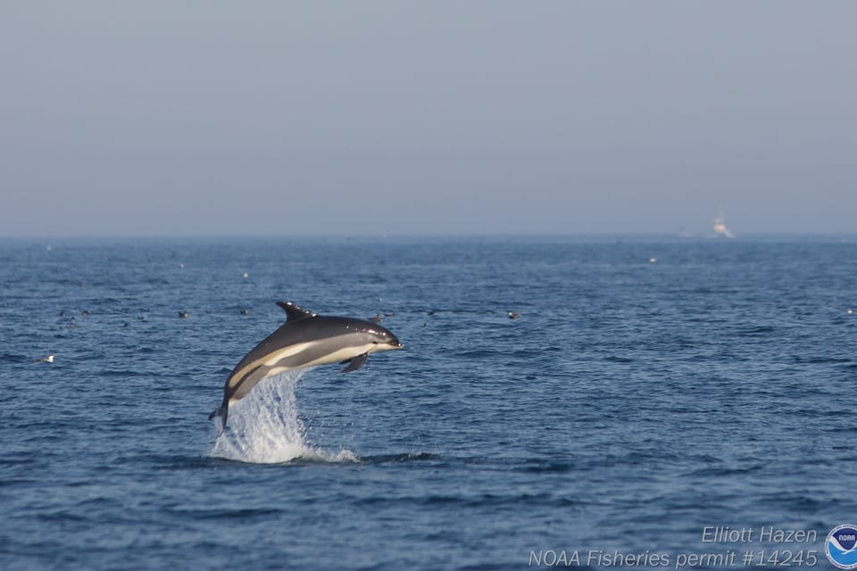 Atlantic white-sided dolphin leaping clear of the water at Stellwagen Bank, showing the yellow blaze on its tail stock