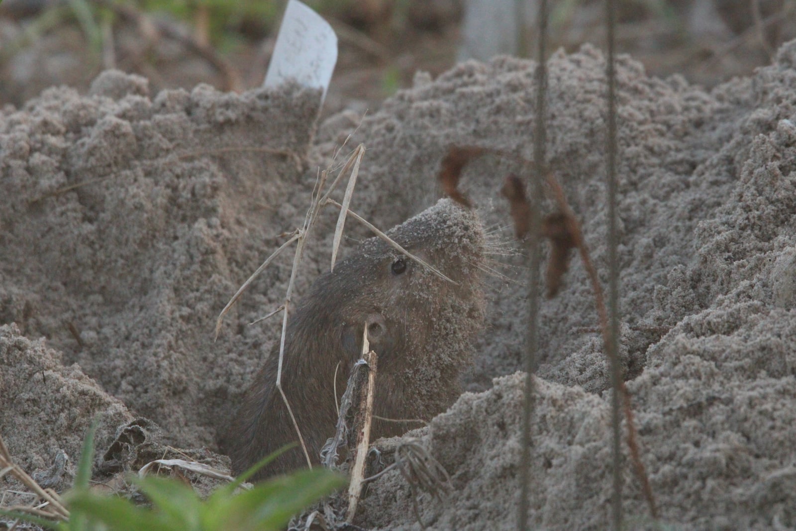 Attwater's pocket gopher emerging from loose sandy soil