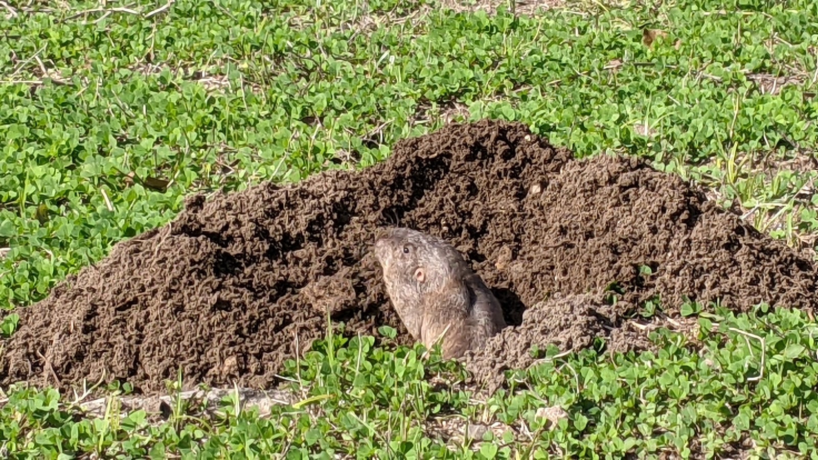 Attwater's pocket gopher emerging from a fresh soil mound in a green field