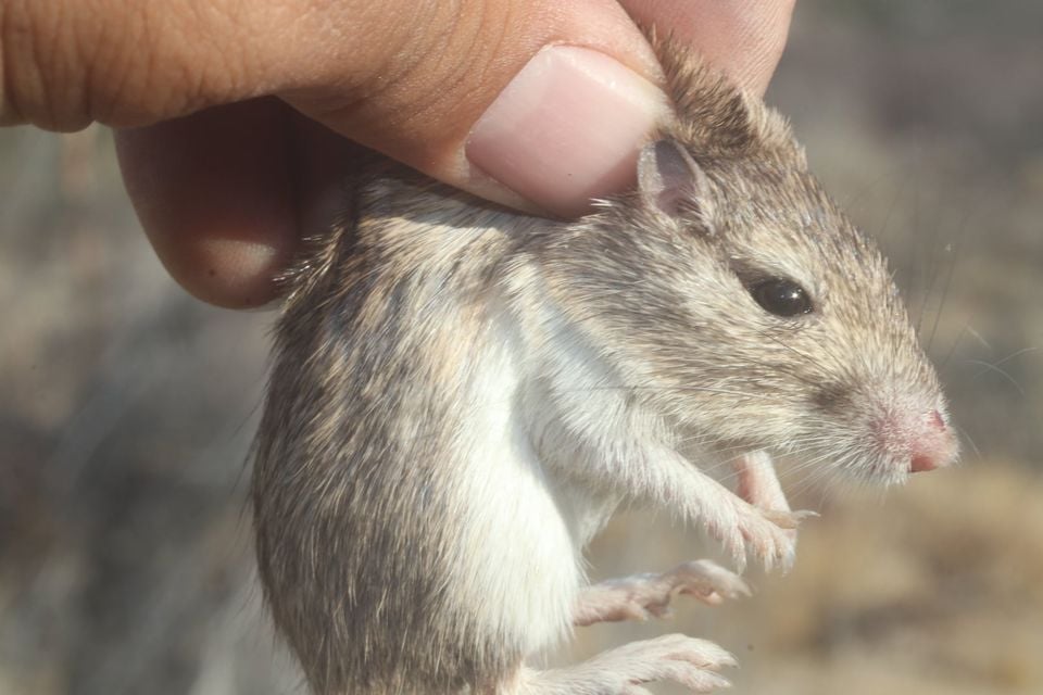 Bailey's pocket mouse on desert soil