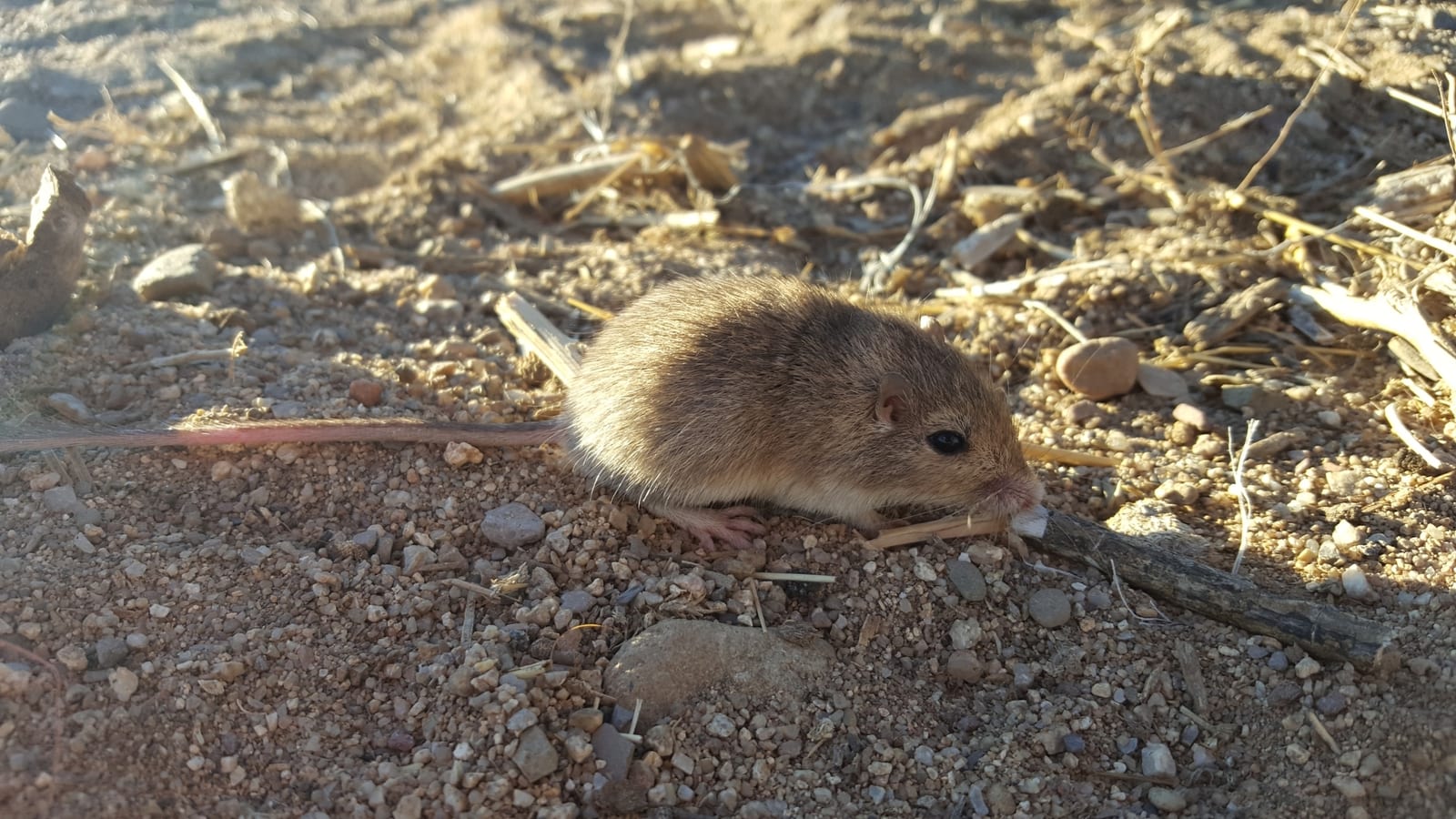 Bailey's pocket mouse on desert soil