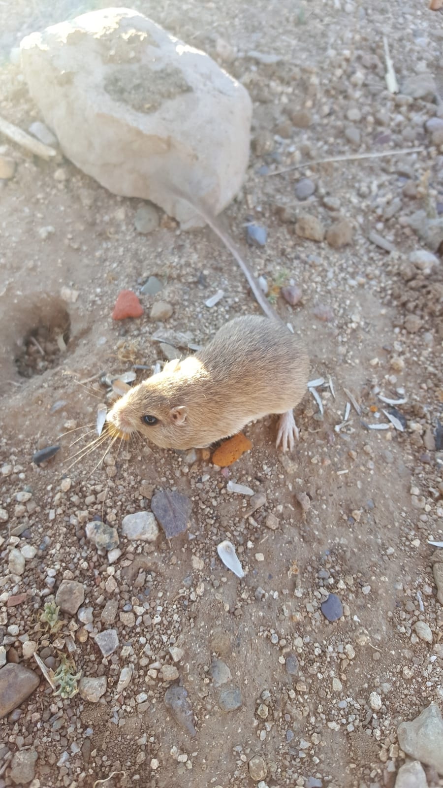 Bailey's pocket mouse beside rocks and seed husks
