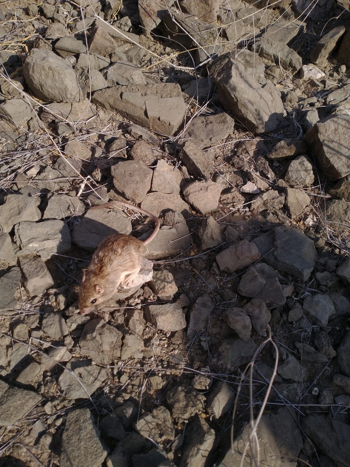 Bailey's pocket mouse in rocky desert cover