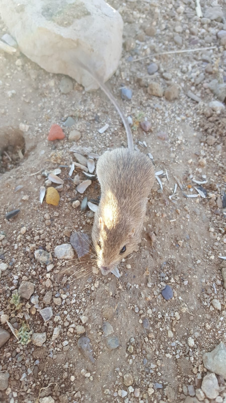 Bailey's pocket mouse from above on desert gravel