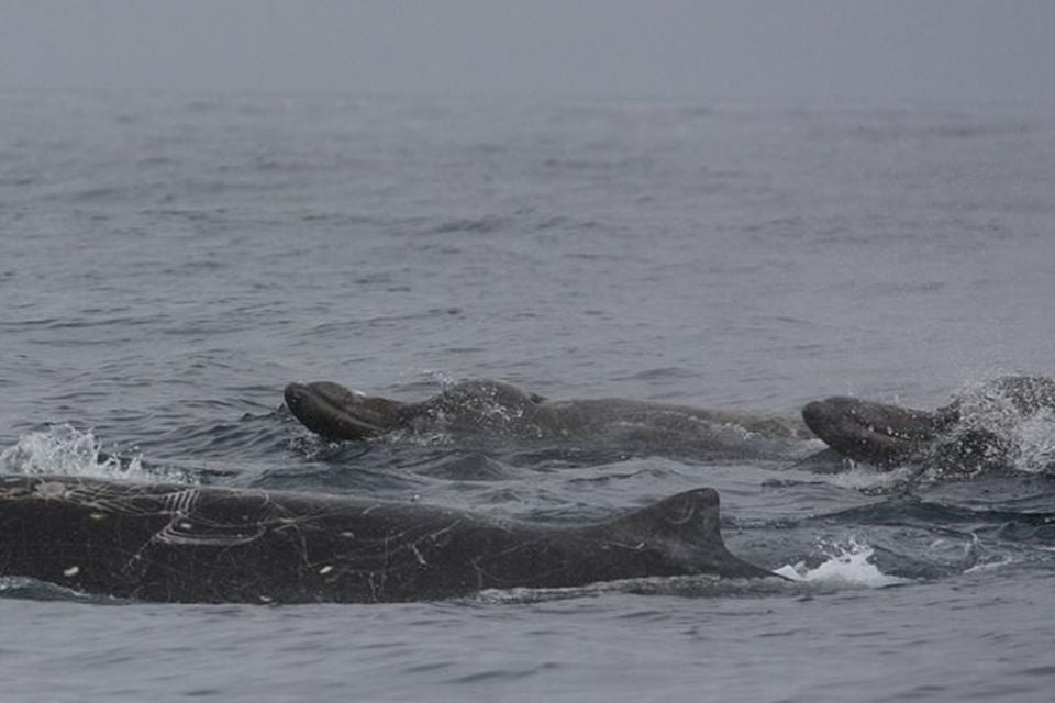 Baird's beaked whales surfacing together in open ocean