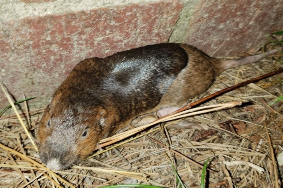 GeomysBreviceps