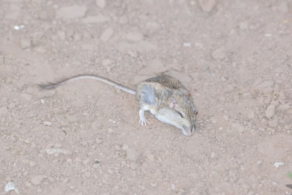 Baja pocket mouse foraging on sandy ground at night