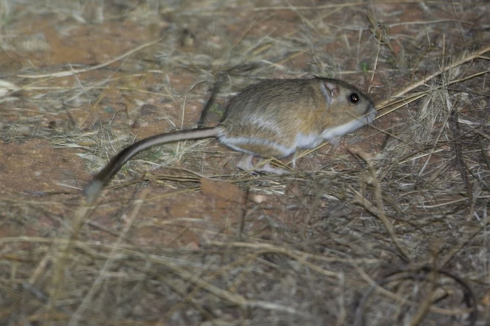 Banner-tailed Kangaroo Rat (Dipodomys spectabilis)