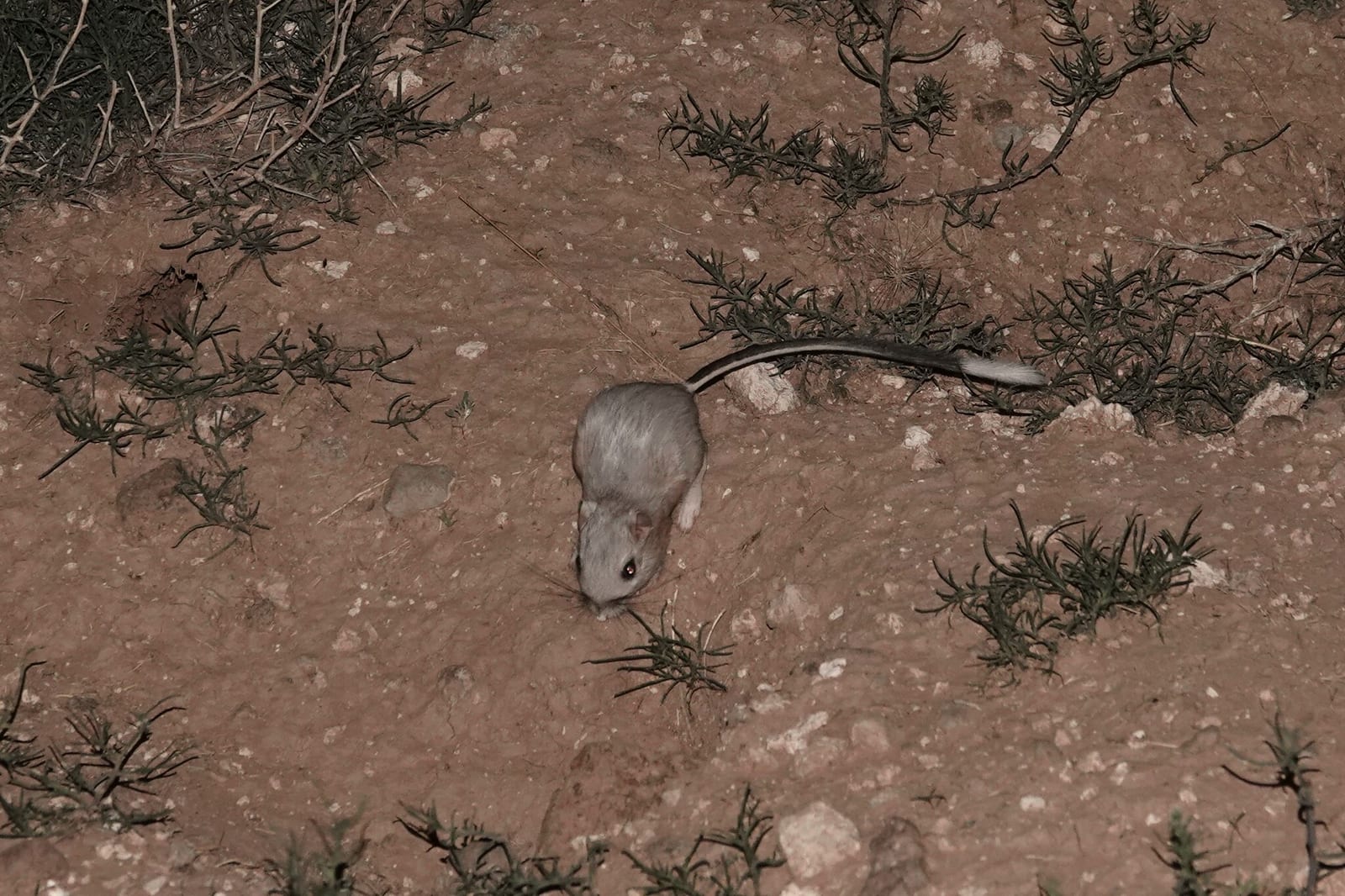 Banner-tailed kangaroo rat beside grass stems at night