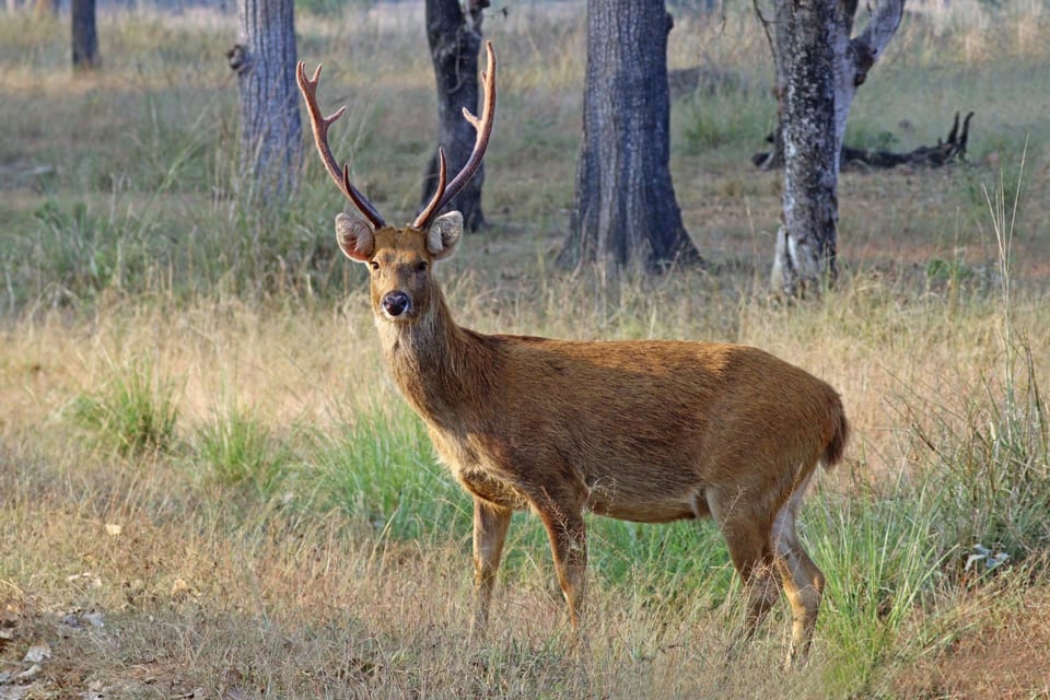 Swamp deer (Cervus duvaucelii branderi) male