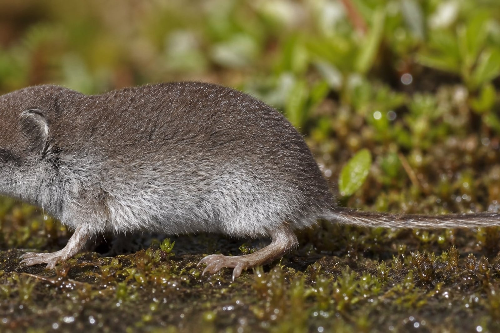AI-generated image: Barren Ground Shrew in side profile on wet mossy ground. No public-domain photograph of this species exists. This image was generated with AI from verified reference material and reviewed by our editorial team for accuracy