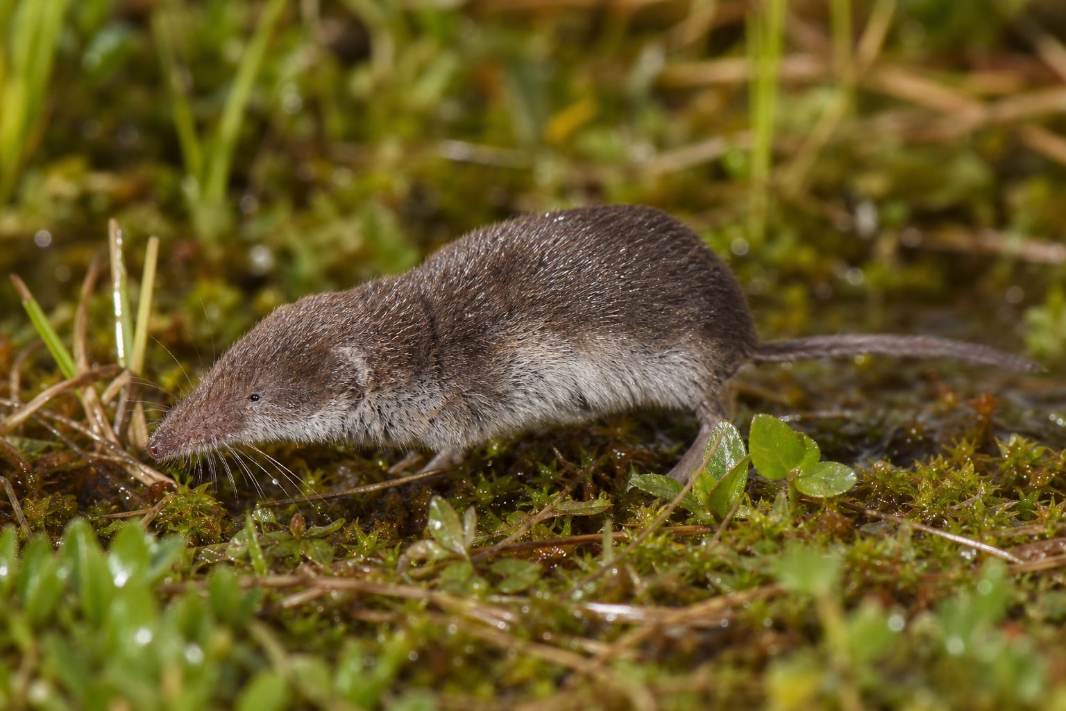 AI-generated image: Barren Ground Shrew foraging through damp moss and low vegetation. No public-domain photograph of this species exists. This image was generated with AI from verified reference material and reviewed by our editorial team for accuracy