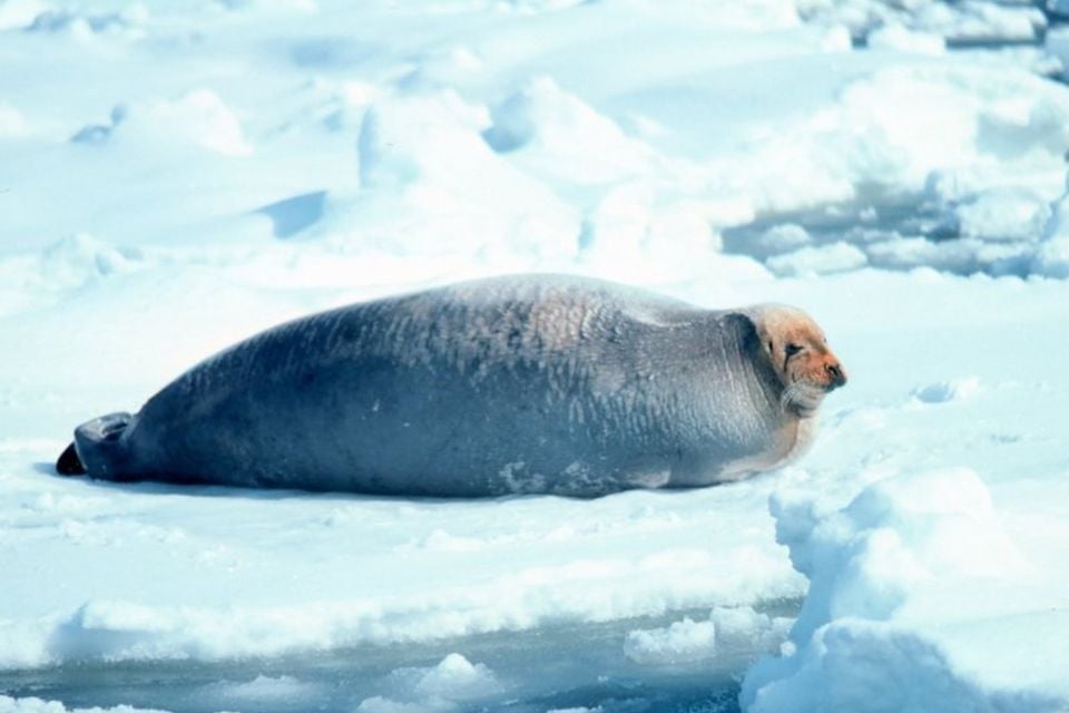 Bearded seal hauled out on flat Arctic sea ice