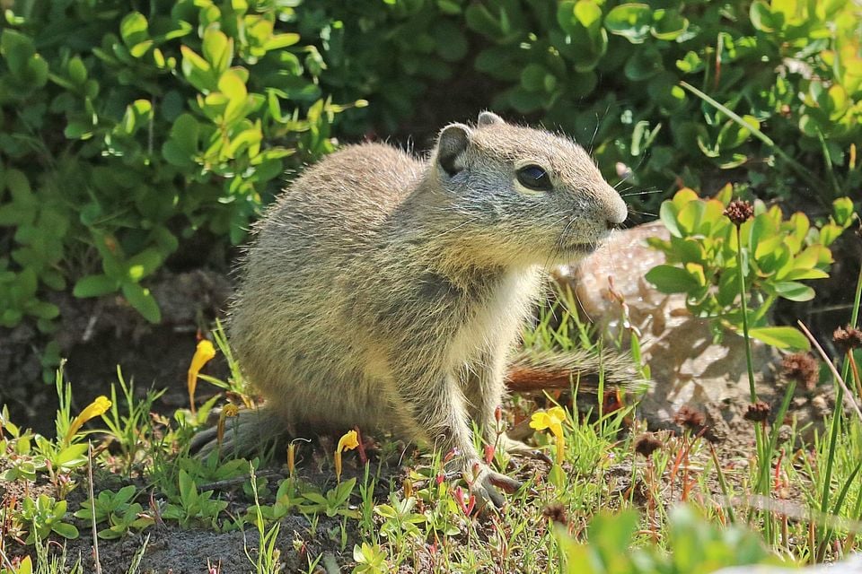 SQUIRREL, BELDING'S GROUND (Spermophilus beldingi) (8-1-2016) 10,000 ft,, ruby mts., elko co, nv (7) (29286699865)