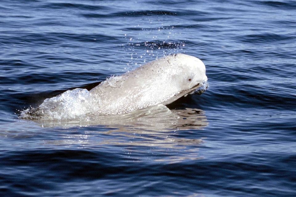 Wild beluga surfacing in the Churchill River estuary, white back and melon above the water