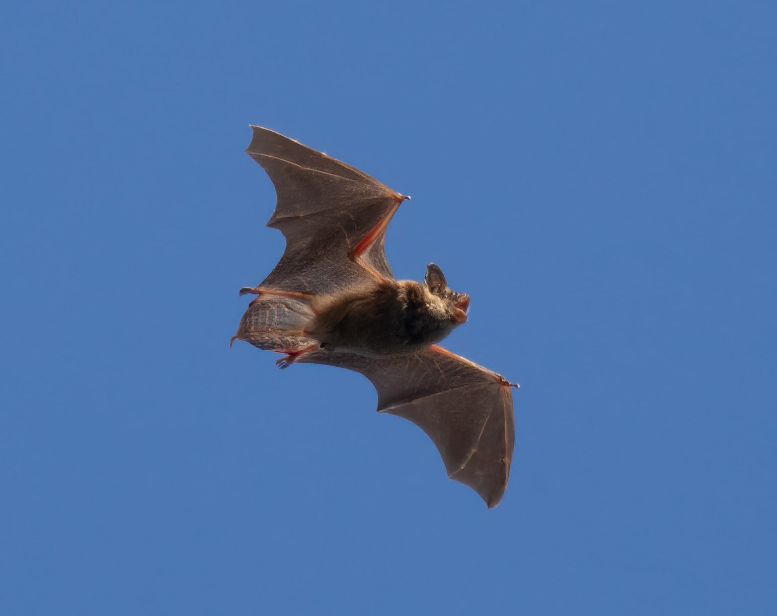 Big brown bat flying in daylight with wings spread