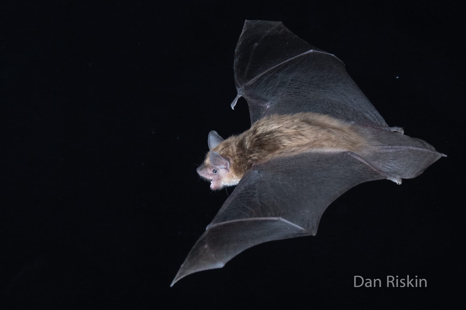 Big brown bat flying at night with wings spread