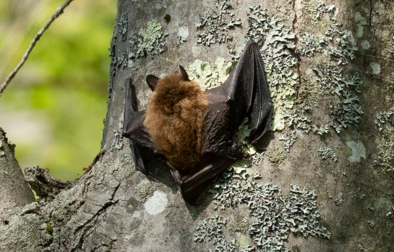 Big brown bat roosting on lichen-covered tree bark