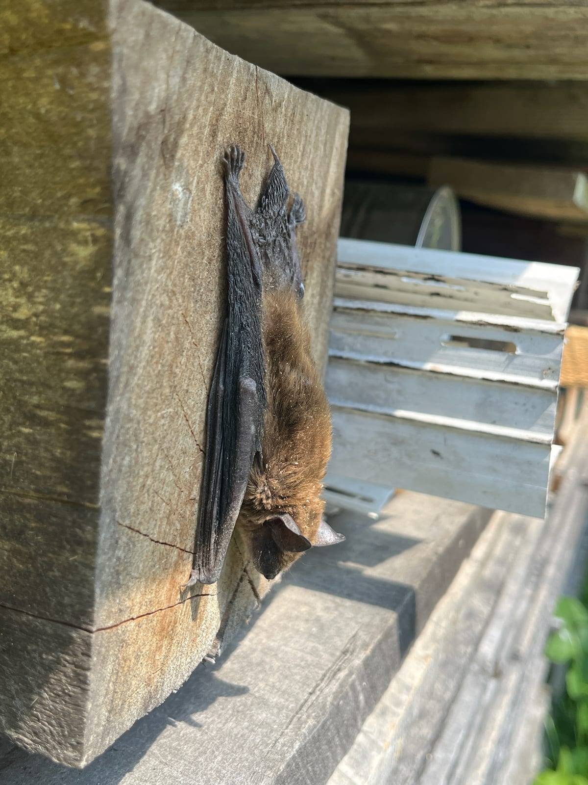 Big brown bat roosting on a wooden structure