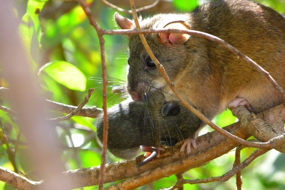 Neotoma macrotis