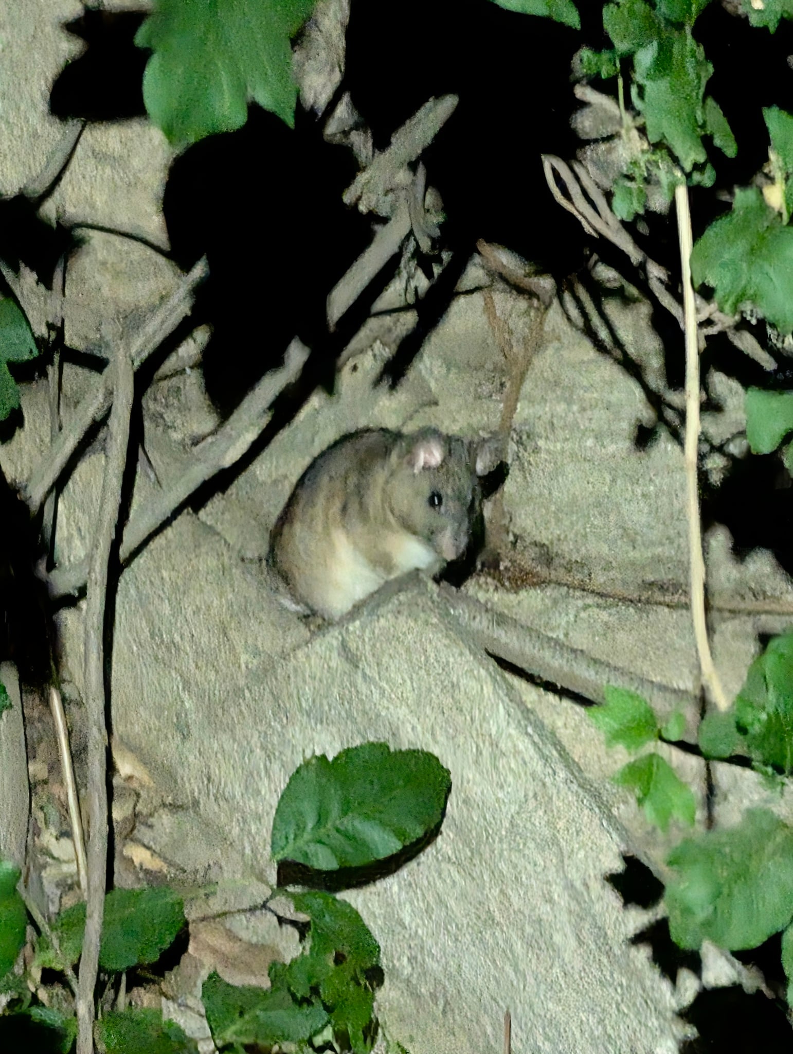 Big-eared Woodrat (Neotoma macrotis)