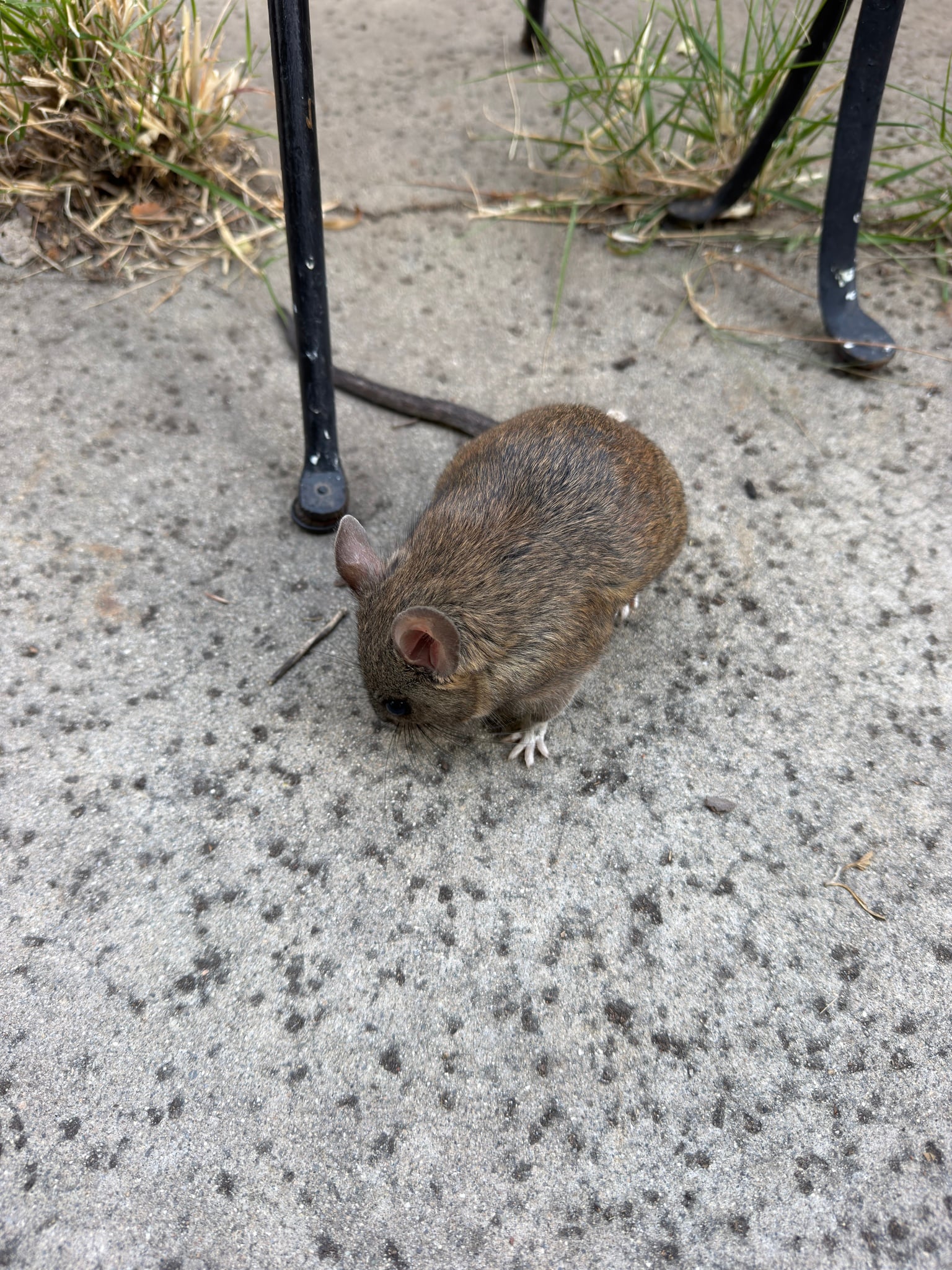 Big-eared Woodrat (Neotoma macrotis)