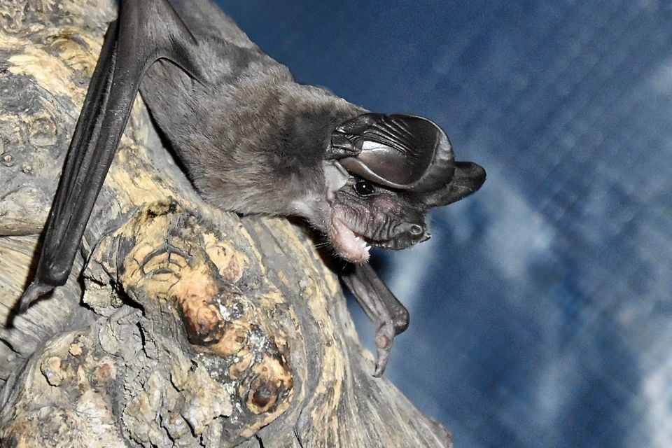 Big free-tailed bat clinging to tree bark with long ears and narrow wings visible