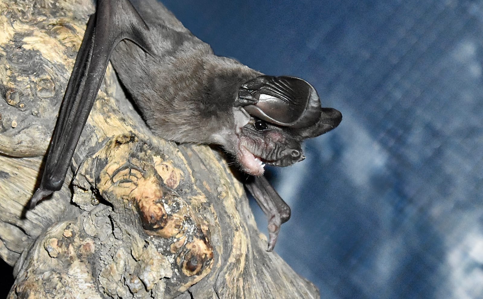 Big free-tailed bat clinging to tree bark with long ears and narrow wings visible