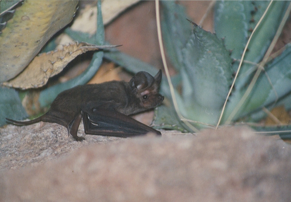 Big free-tailed bat roosting low among leaves and rocks