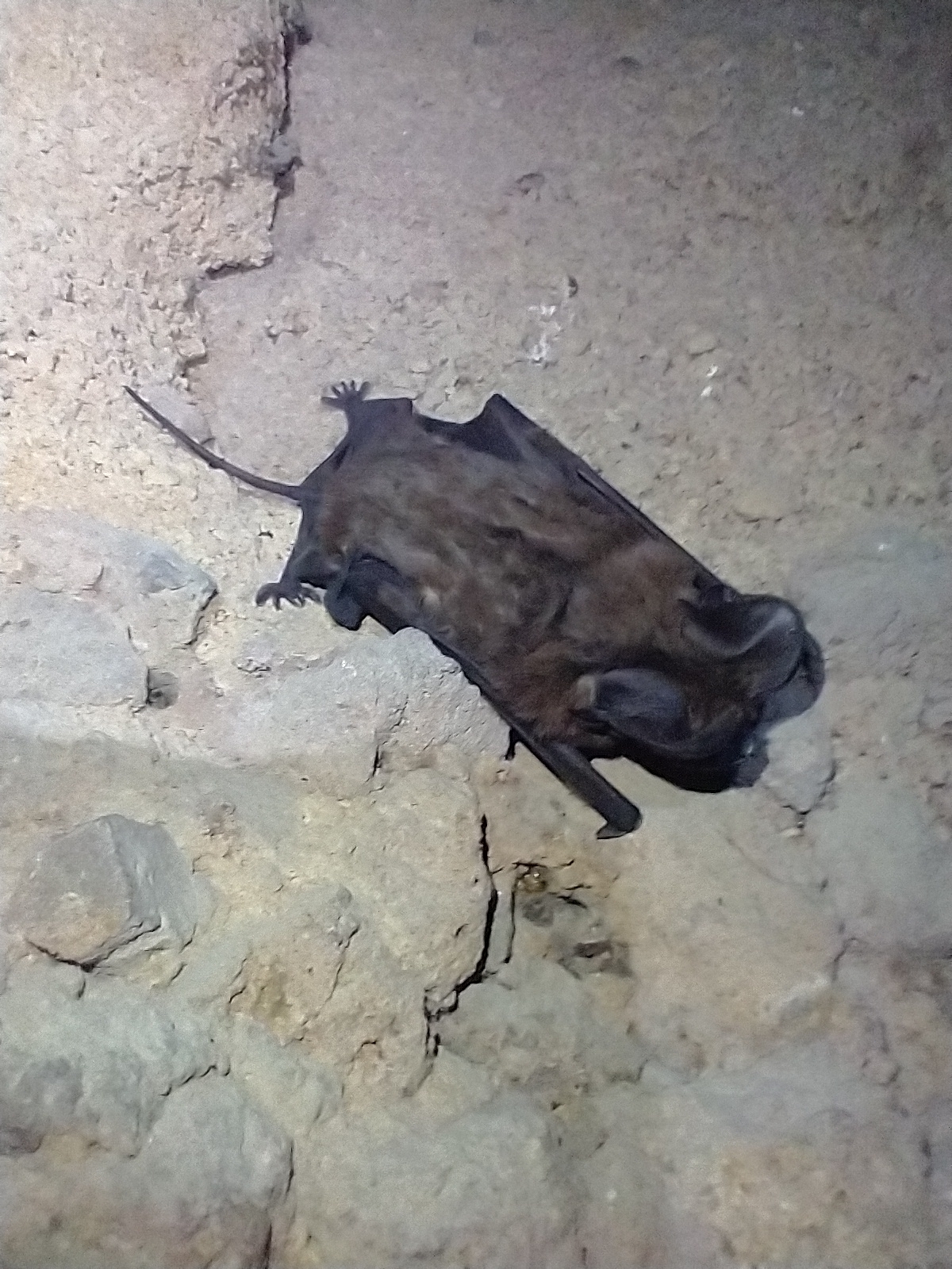 Big free-tailed bat resting on a pale rock wall with tail extending beyond the membrane
