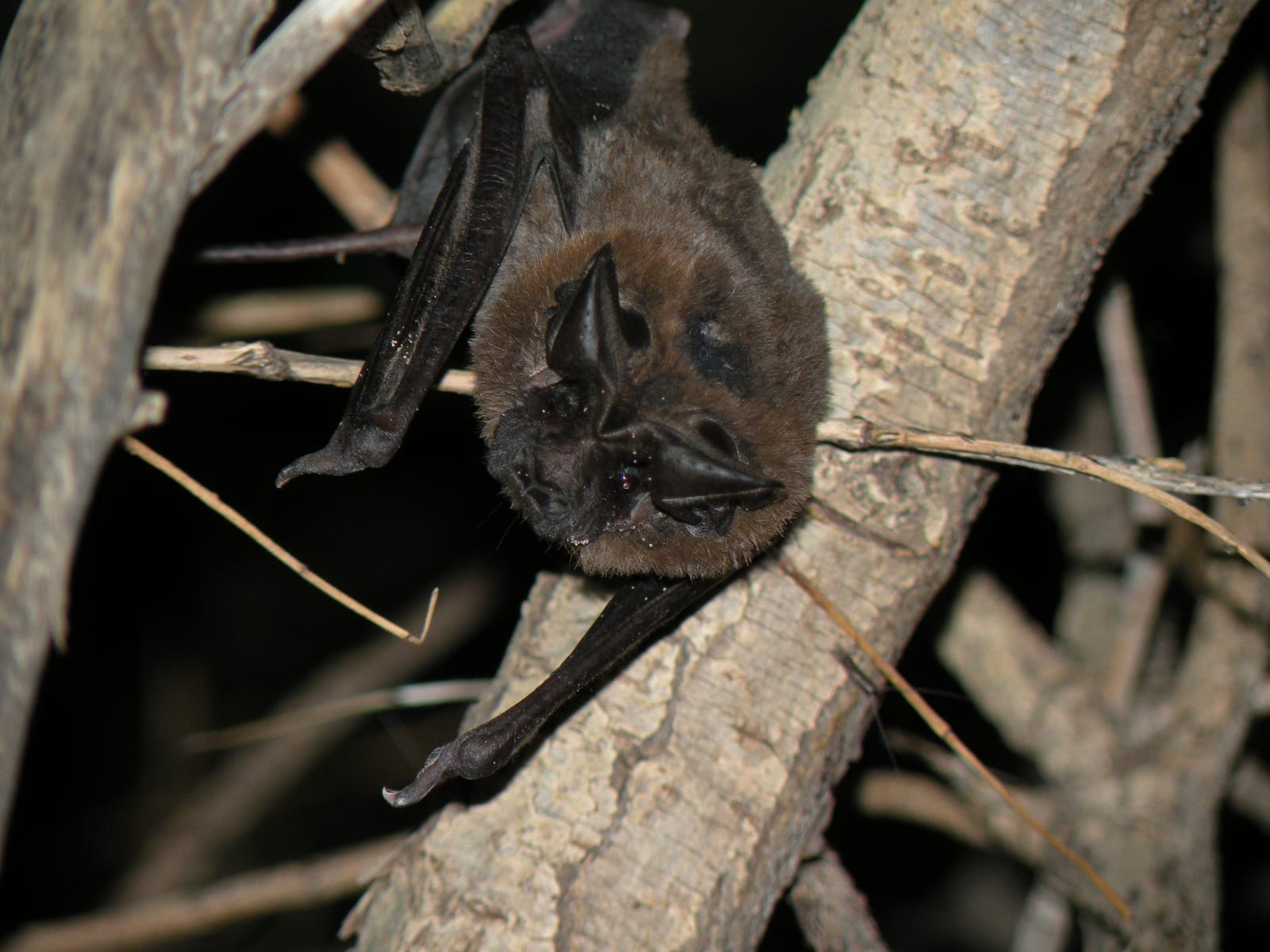 Big free-tailed bat roosting among branches with its broad ears facing forward