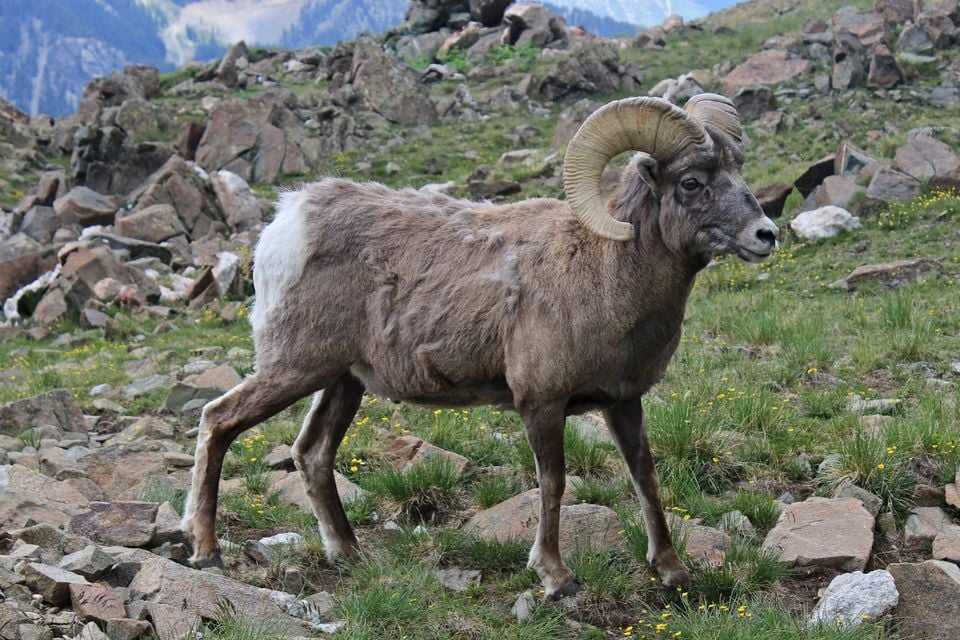 New Mexico Bighorn Sheep