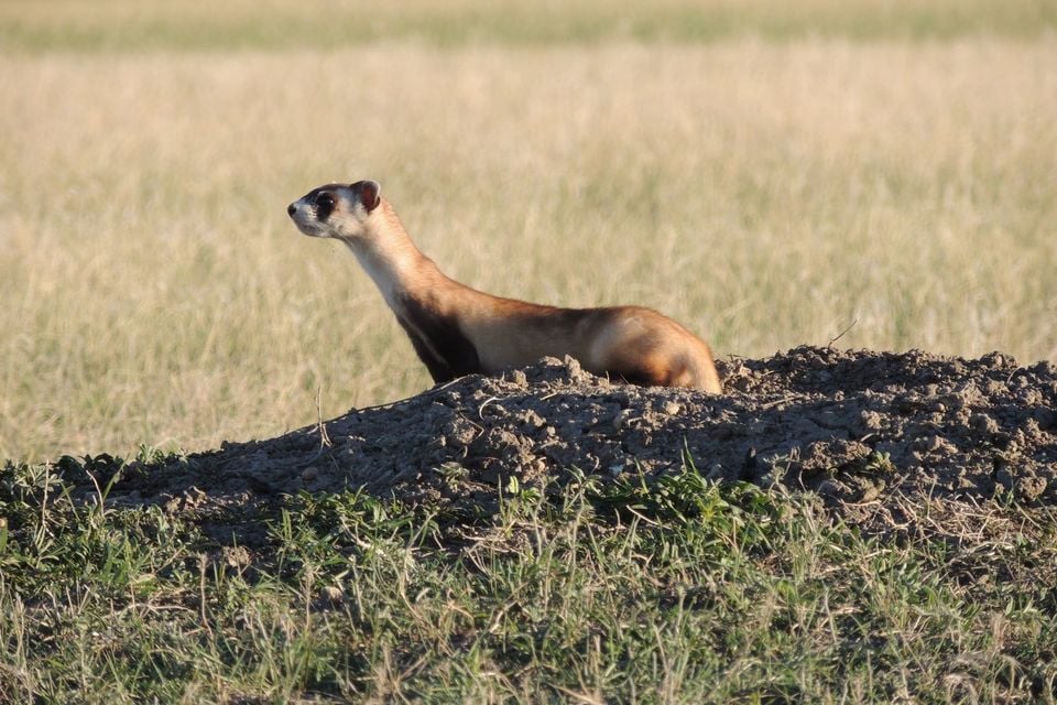 Black-footed ferret checking out his new digs (30027077935)
