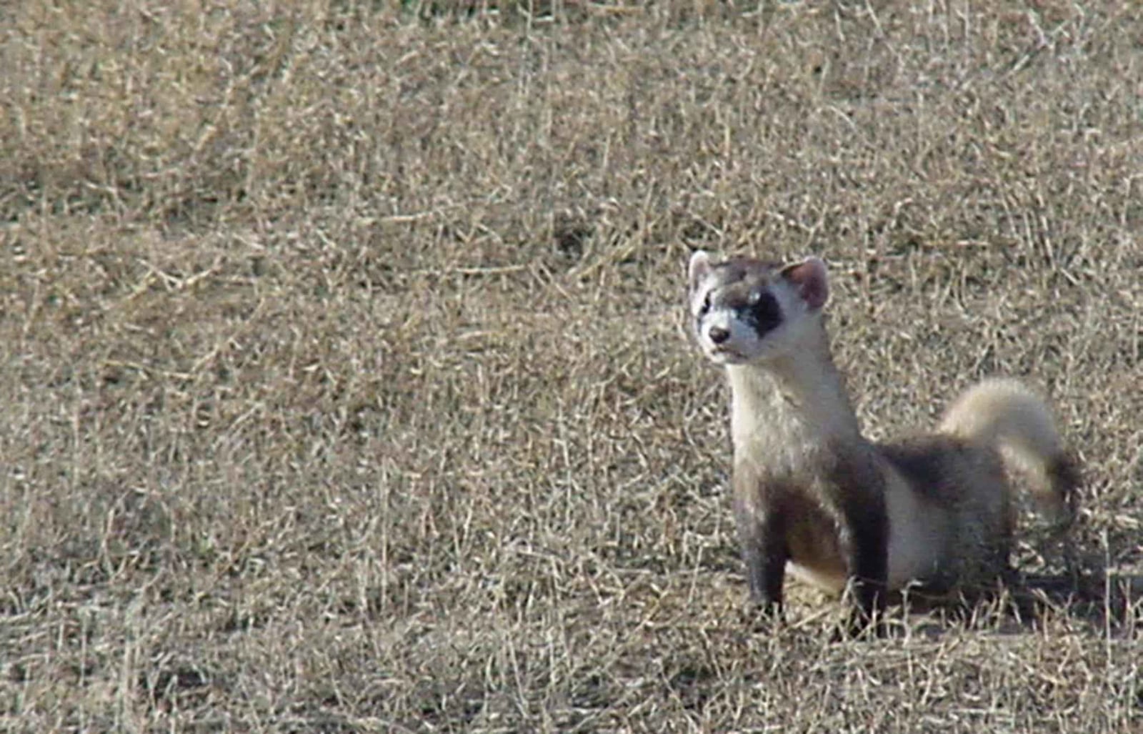 Black footed ferret mustela nigripes known as american polecat