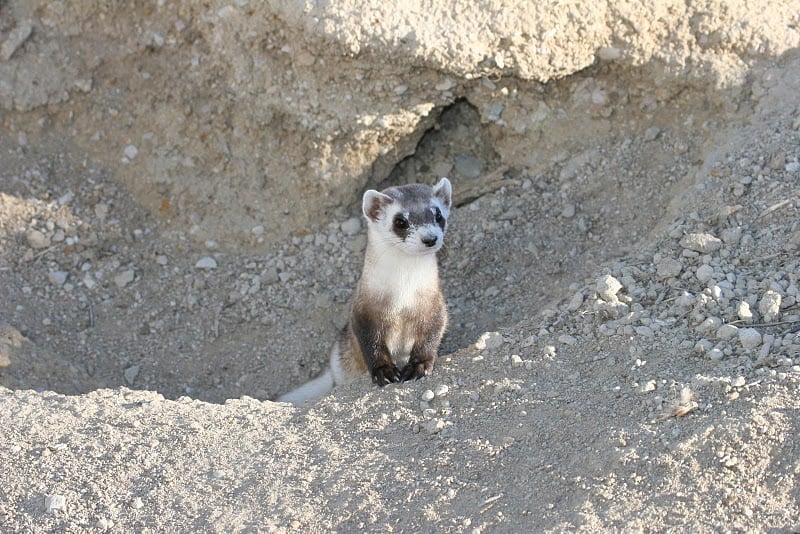 Black-footed Ferret (5244105915)