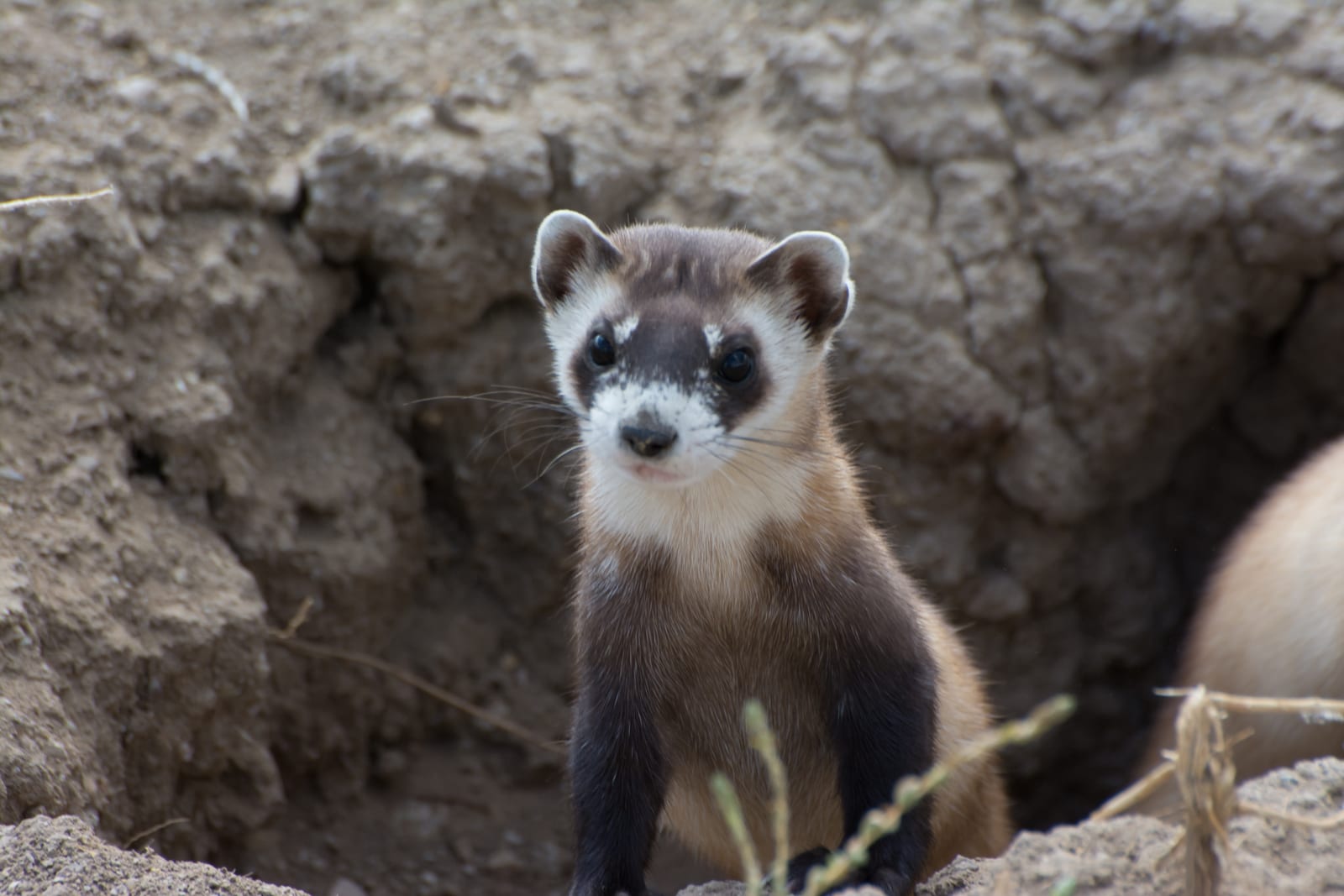 Endangered black-footed ferret at a prairie dog burrow