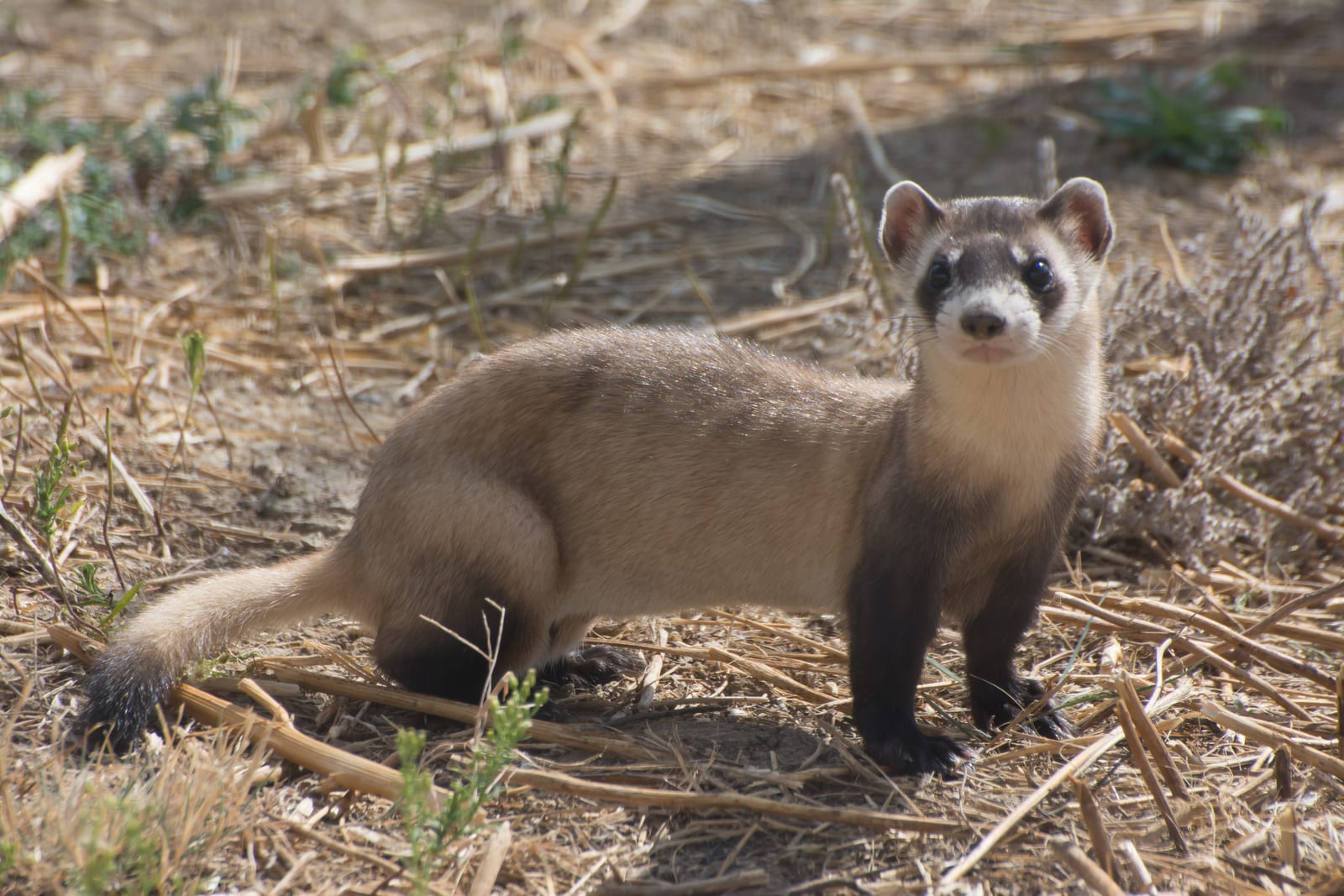 Black-footed ferret standing on open prairie soil