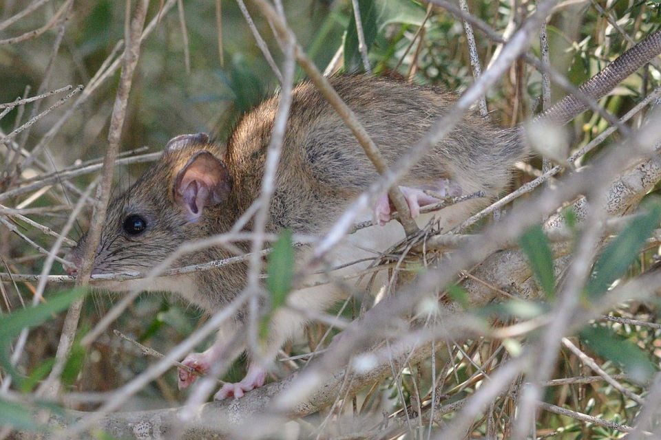 Live black rat climbing through branches