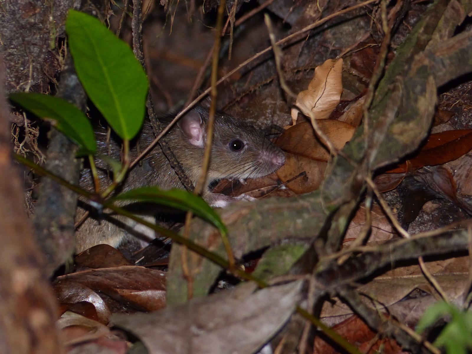 Black rat moving through leaf litter and low vegetation