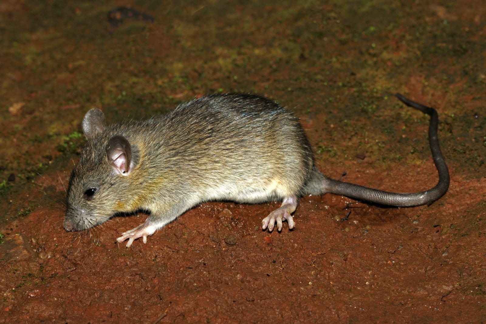 Live black rat on open ground with long tail visible