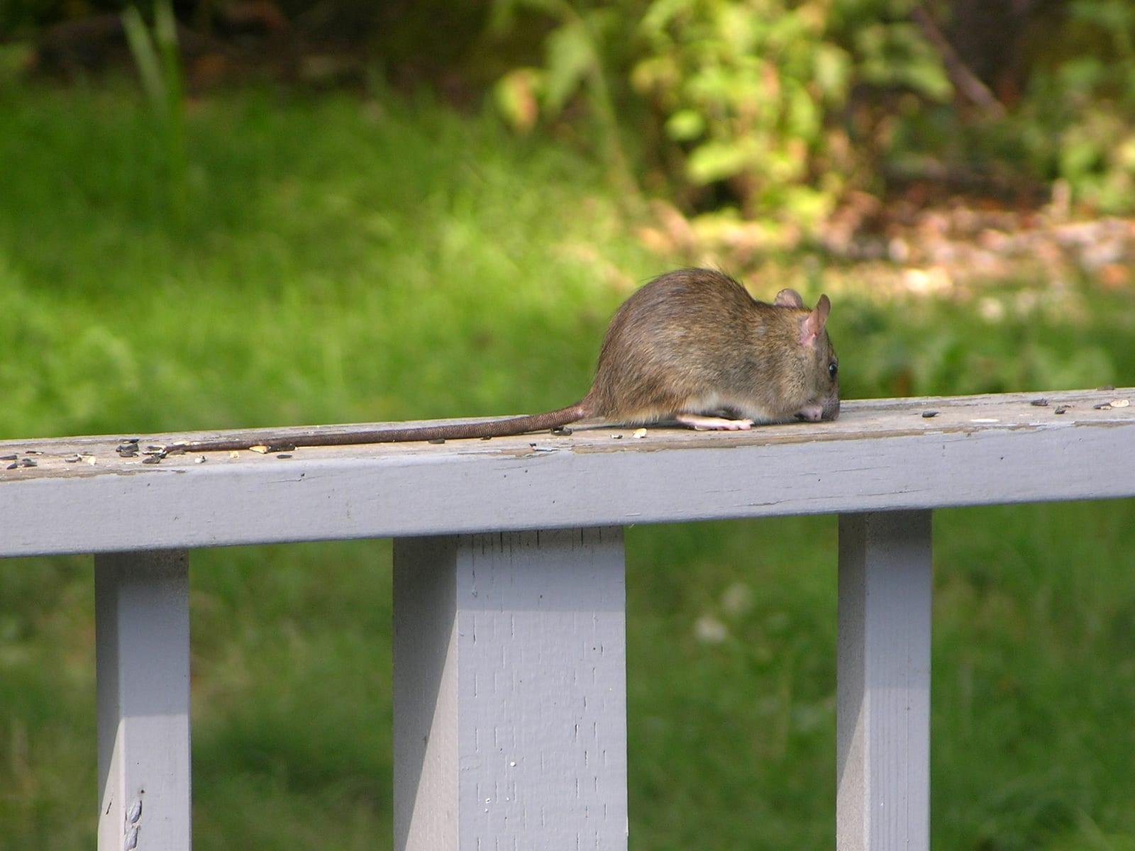 Long-tailed black rat standing on a railing