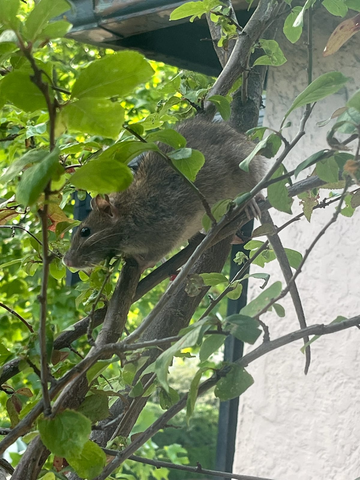 Live black rat in a tree near a building