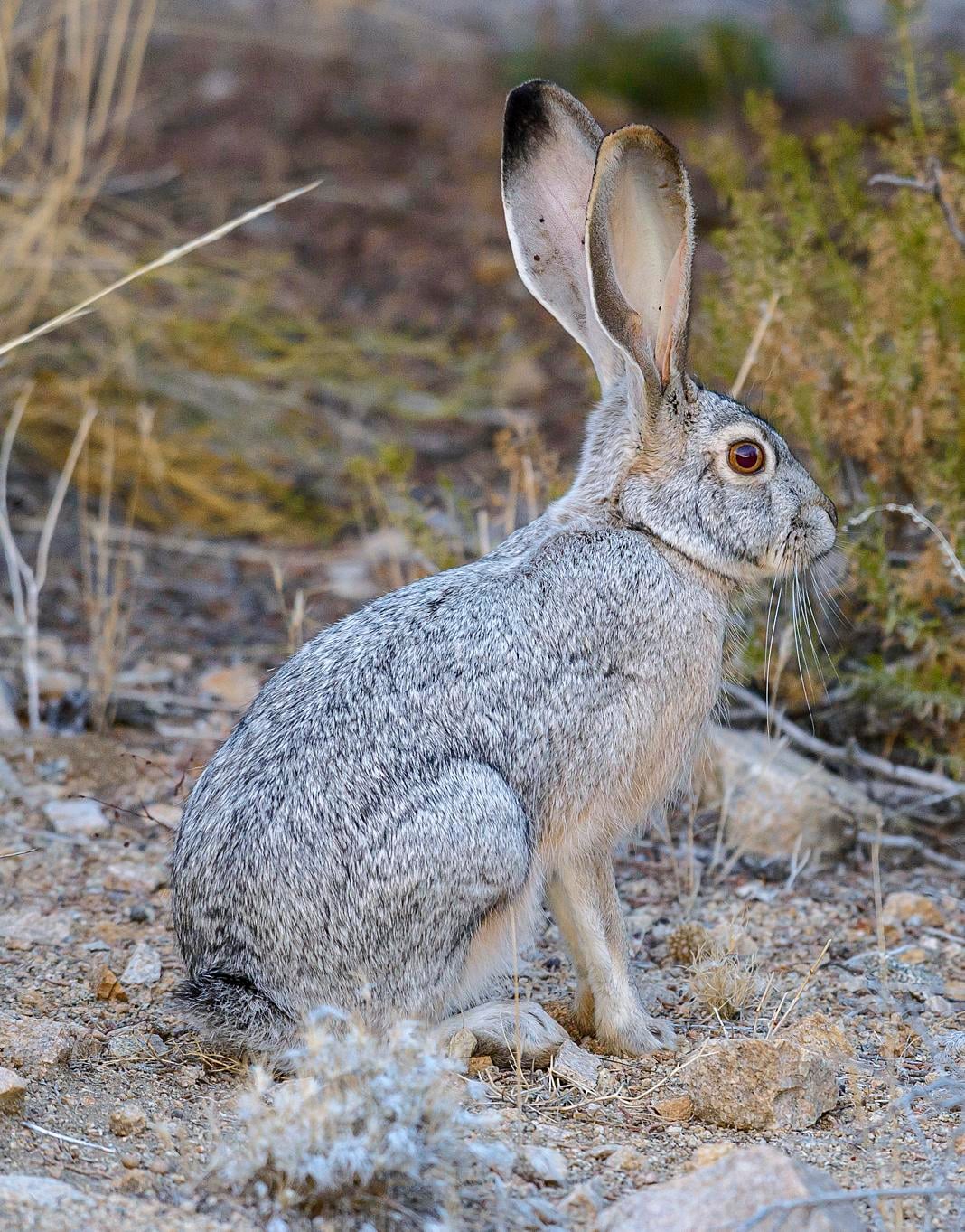 Black-tailed jackrabbit (Lepus californicus) (31100880715)