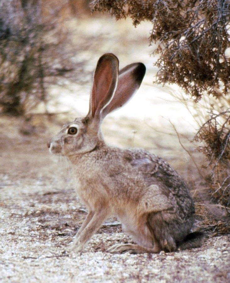 Lepus californicus