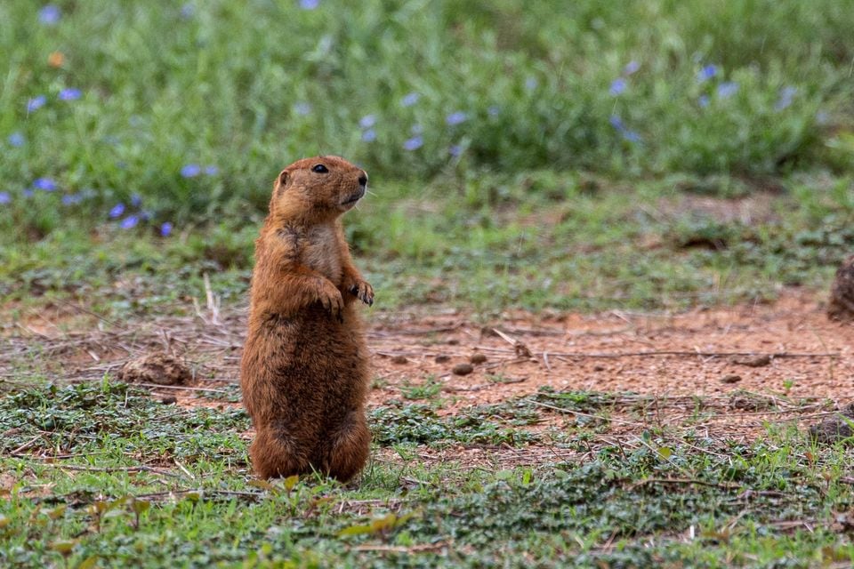 black-tailed prairie dog (Cynomys ludovicianus)