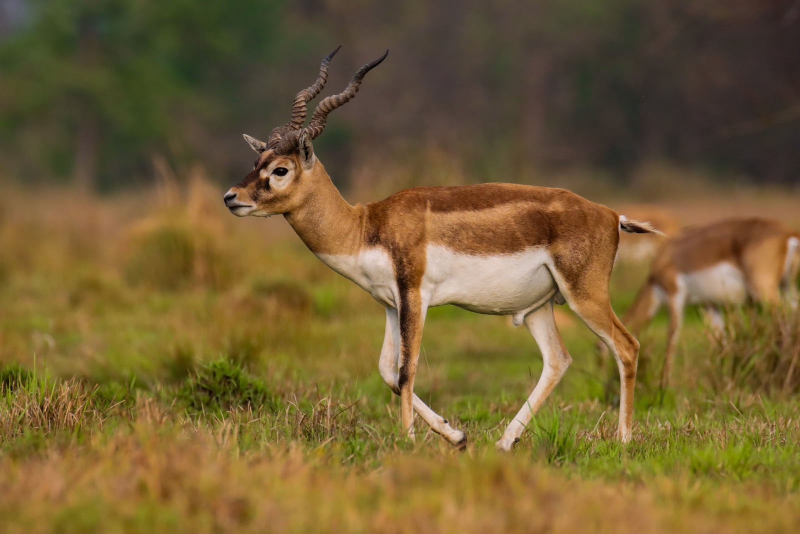 Blackbuck buck running across grassland with a second animal behind it