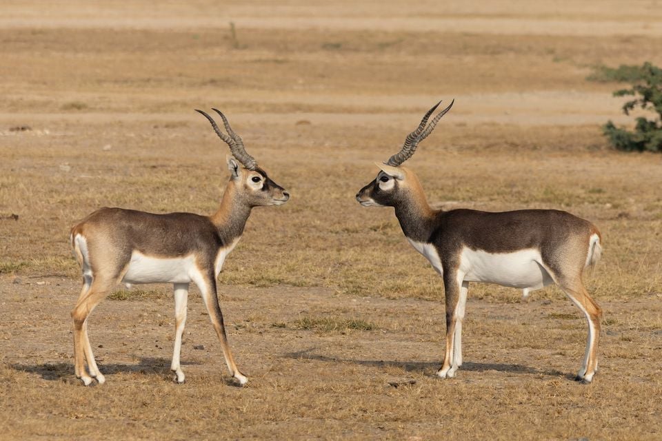 Two blackbuck bucks face off, showing near-black backs, white bellies, and long spiraled horns