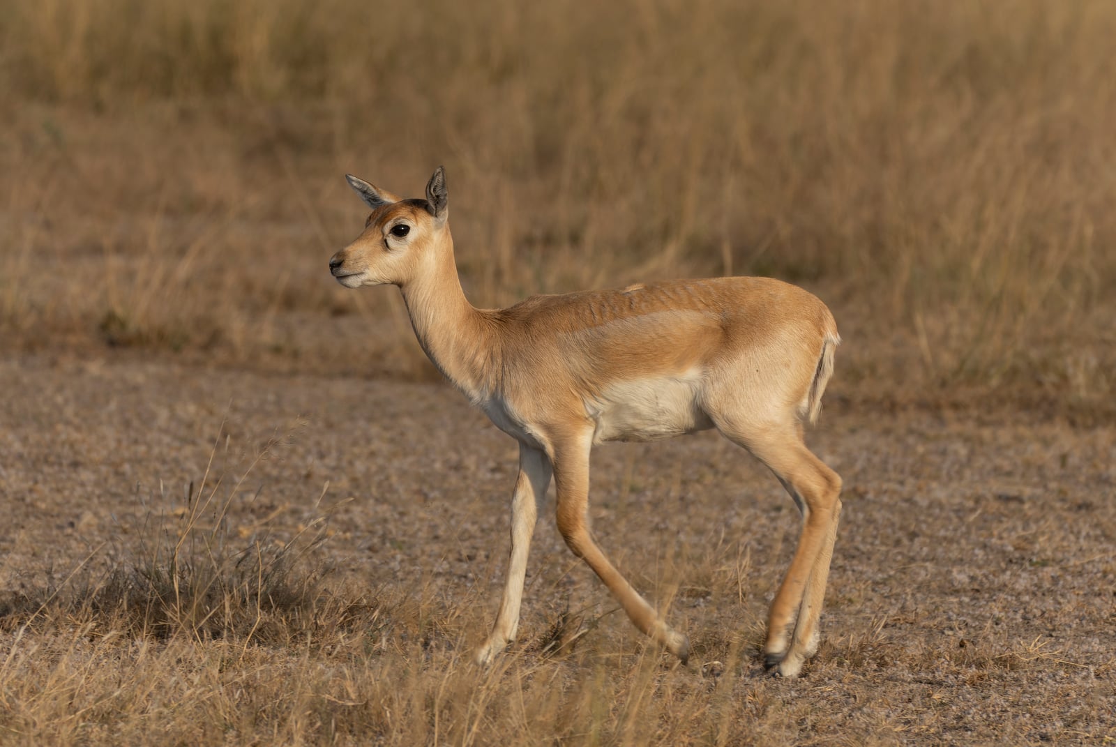 Hornless tan blackbuck doe walking across open ground
