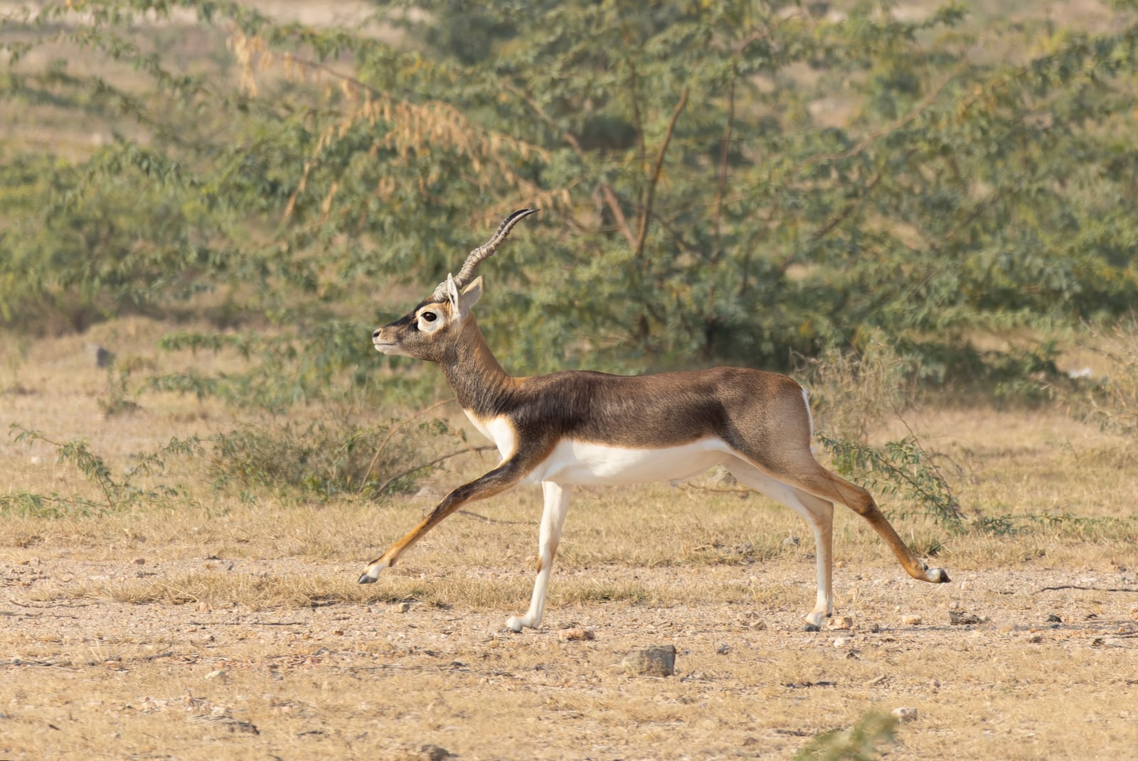 Blackbuck buck running past green scrub with horns laid back