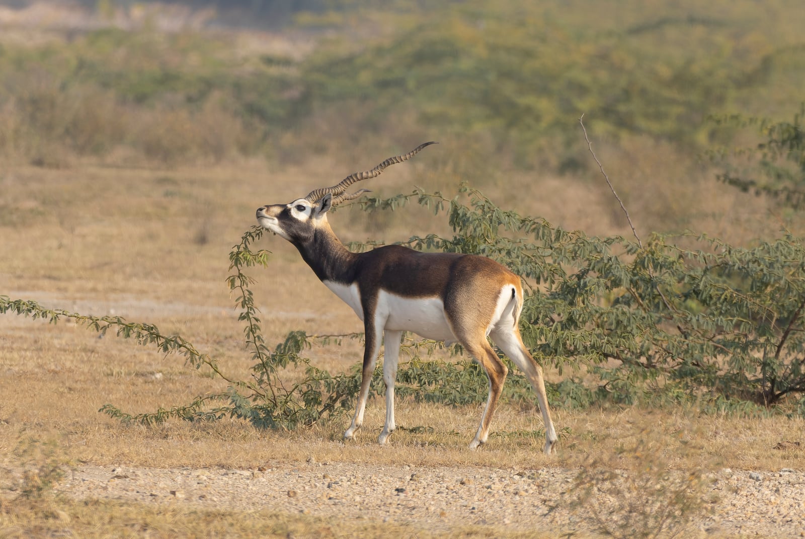 Blackbuck buck browsing on a thorny tree branch